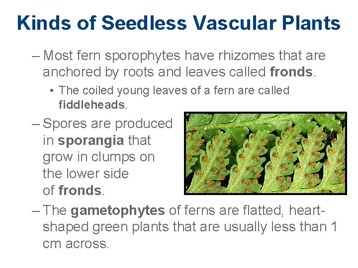 Kinds of Seedless Vascular Plants – Most fern sporophytes have rhizomes that are anchored