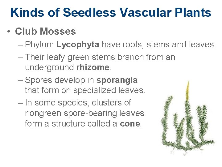 Kinds of Seedless Vascular Plants • Club Mosses – Phylum Lycophyta have roots, stems