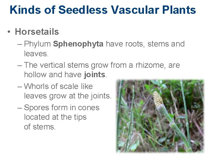 Kinds of Seedless Vascular Plants • Horsetails – Phylum Sphenophyta have roots, stems and