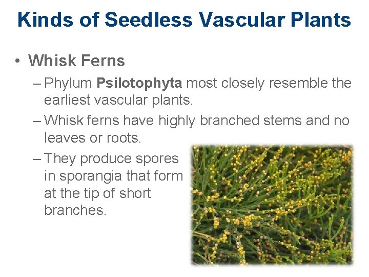Kinds of Seedless Vascular Plants • Whisk Ferns – Phylum Psilotophyta most closely resemble
