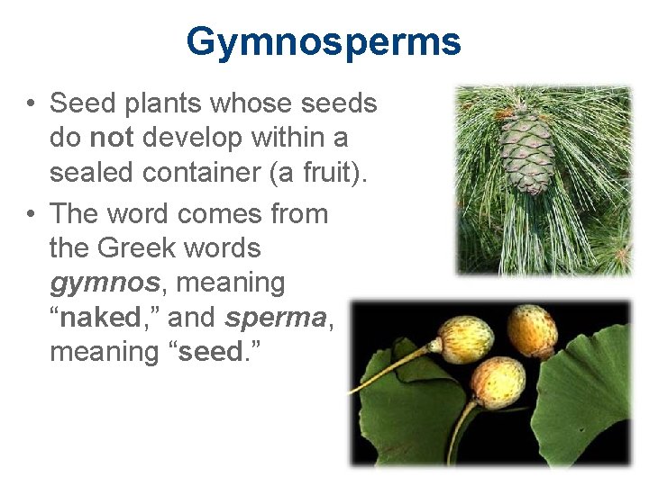 Gymnosperms • Seed plants whose seeds do not develop within a sealed container (a