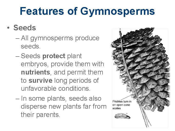 Features of Gymnosperms • Seeds – All gymnosperms produce seeds. – Seeds protect plant