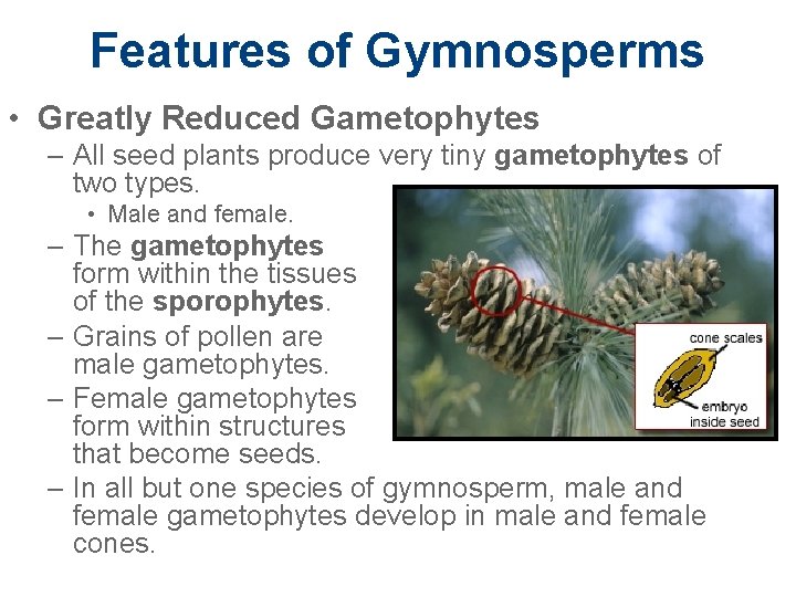 Features of Gymnosperms • Greatly Reduced Gametophytes – All seed plants produce very tiny