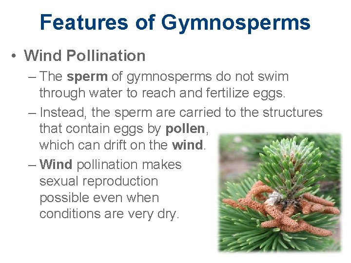 Features of Gymnosperms • Wind Pollination – The sperm of gymnosperms do not swim