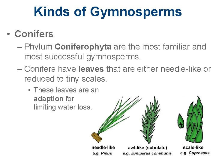 Kinds of Gymnosperms • Conifers – Phylum Coniferophyta are the most familiar and most