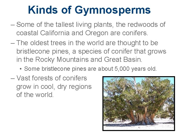 Kinds of Gymnosperms – Some of the tallest living plants, the redwoods of coastal