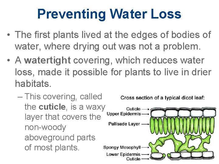 Preventing Water Loss • The first plants lived at the edges of bodies of