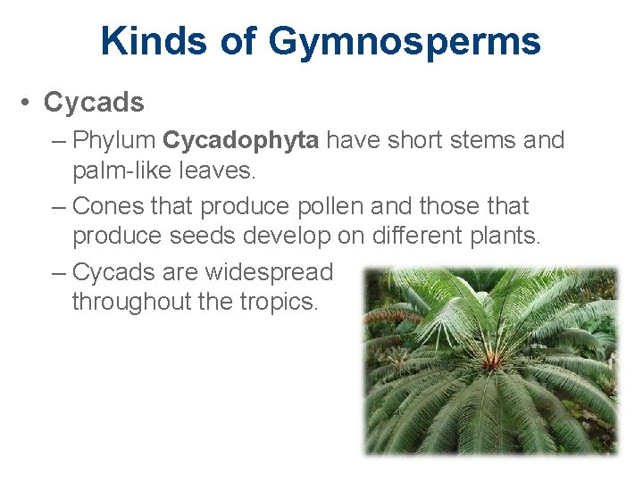 Kinds of Gymnosperms • Cycads – Phylum Cycadophyta have short stems and palm-like leaves.
