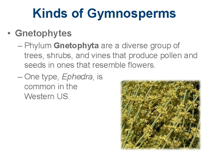 Kinds of Gymnosperms • Gnetophytes – Phylum Gnetophyta are a diverse group of trees,