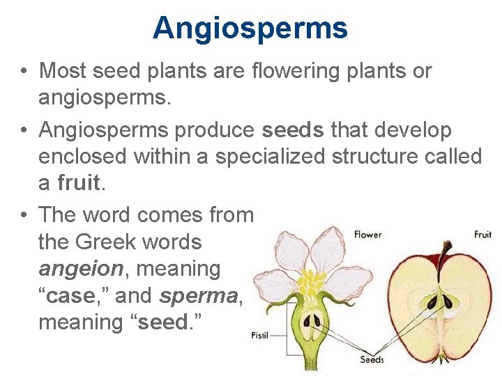Angiosperms • Most seed plants are flowering plants or angiosperms. • Angiosperms produce seeds