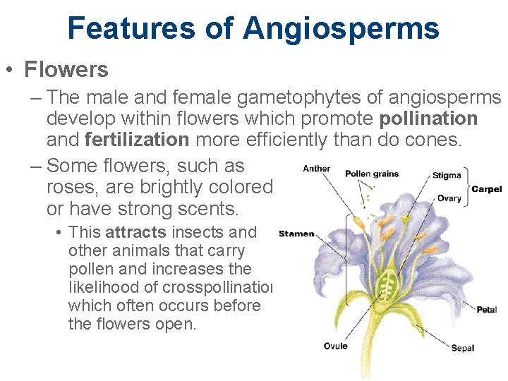 Features of Angiosperms • Flowers – The male and female gametophytes of angiosperms develop