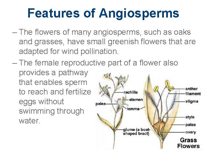 Features of Angiosperms – The flowers of many angiosperms, such as oaks and grasses,