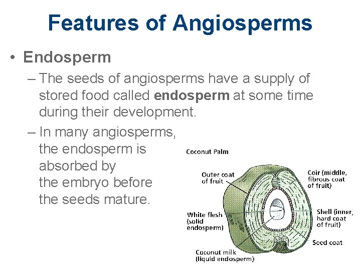 Features of Angiosperms • Endosperm – The seeds of angiosperms have a supply of