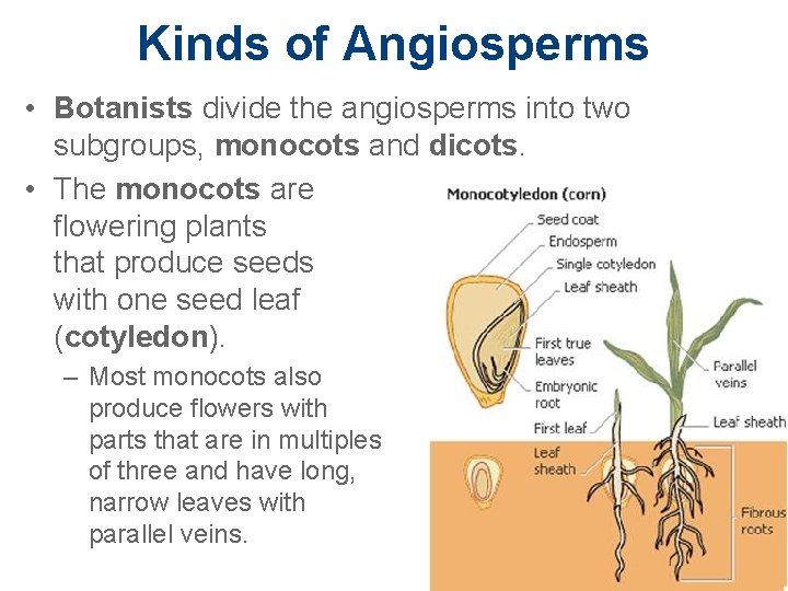 Kinds of Angiosperms • Botanists divide the angiosperms into two subgroups, monocots and dicots.