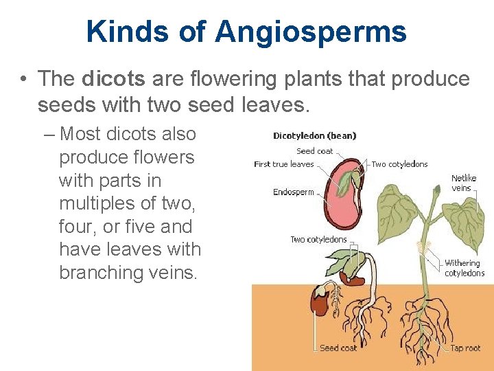 Kinds of Angiosperms • The dicots are flowering plants that produce seeds with two