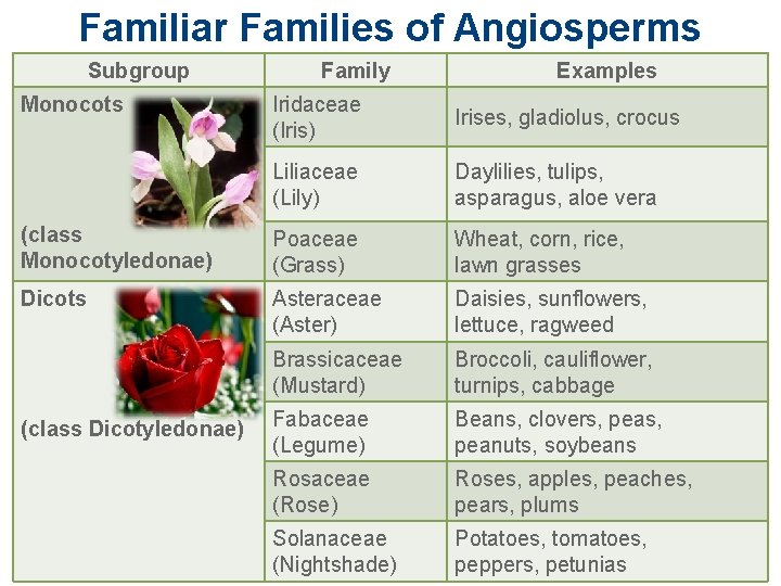 Familiar Families of Angiosperms Subgroup Monocots Family Examples Iridaceae (Iris) Irises, gladiolus, crocus Liliaceae