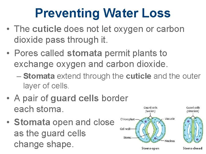 Preventing Water Loss • The cuticle does not let oxygen or carbon dioxide pass