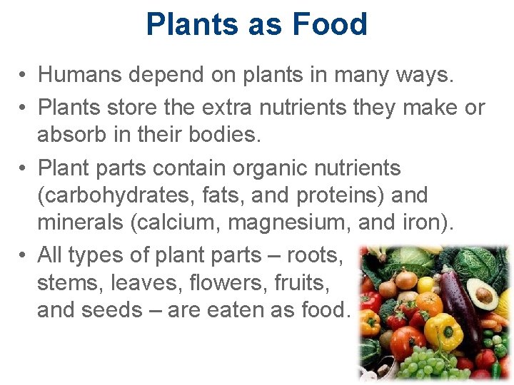 Plants as Food • Humans depend on plants in many ways. • Plants store