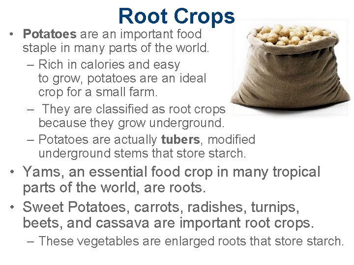 Root Crops • Potatoes are an important food staple in many parts of the