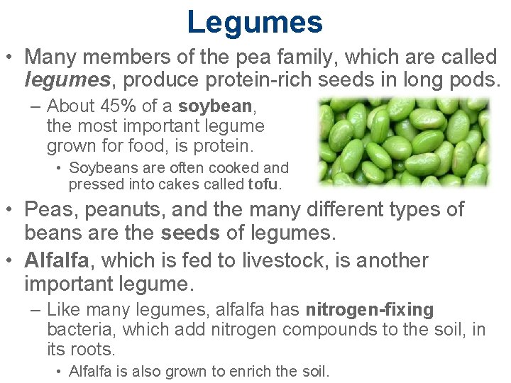 Legumes • Many members of the pea family, which are called legumes, produce protein-rich