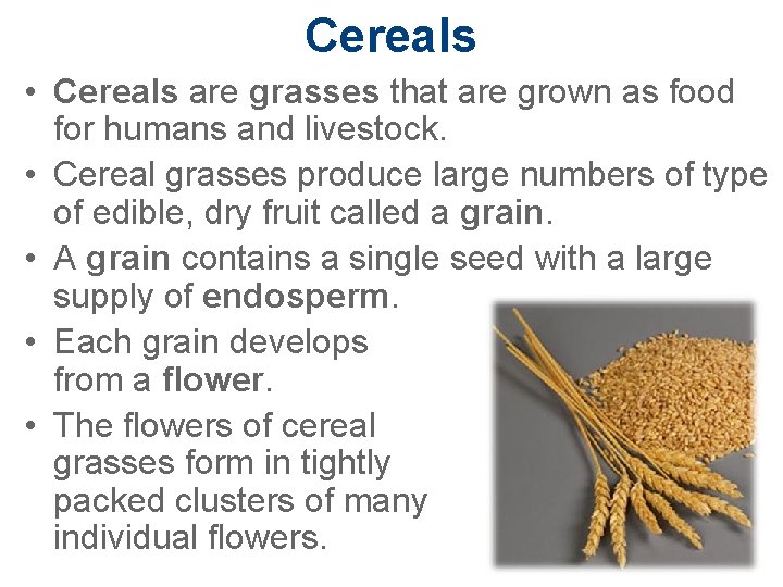 Cereals • Cereals are grasses that are grown as food for humans and livestock.