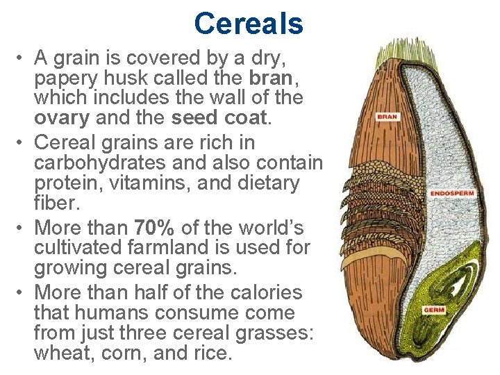 Cereals • A grain is covered by a dry, papery husk called the bran,