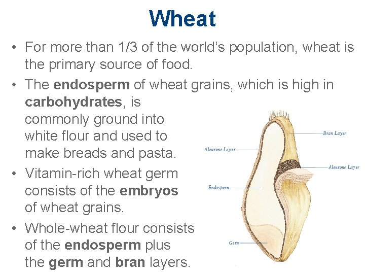 Wheat • For more than 1/3 of the world’s population, wheat is the primary