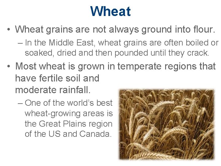 Wheat • Wheat grains are not always ground into flour. – In the Middle