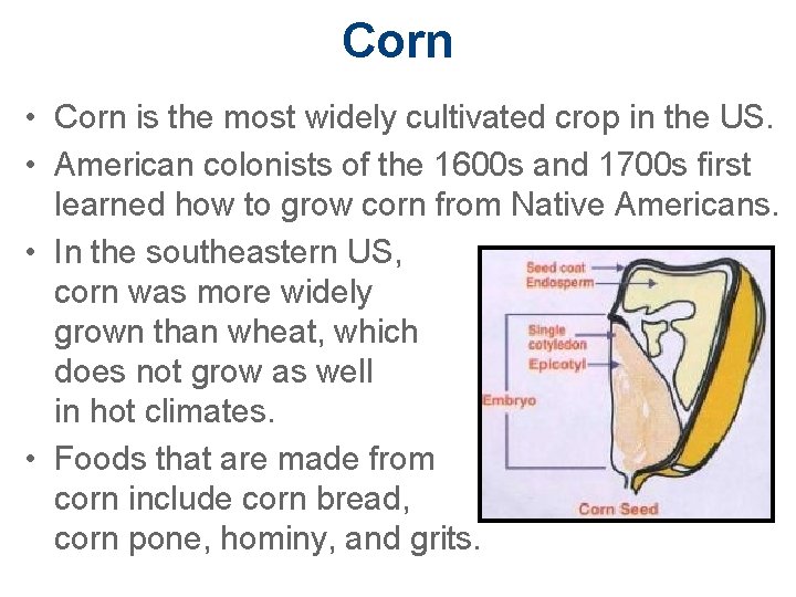 Corn • Corn is the most widely cultivated crop in the US. • American