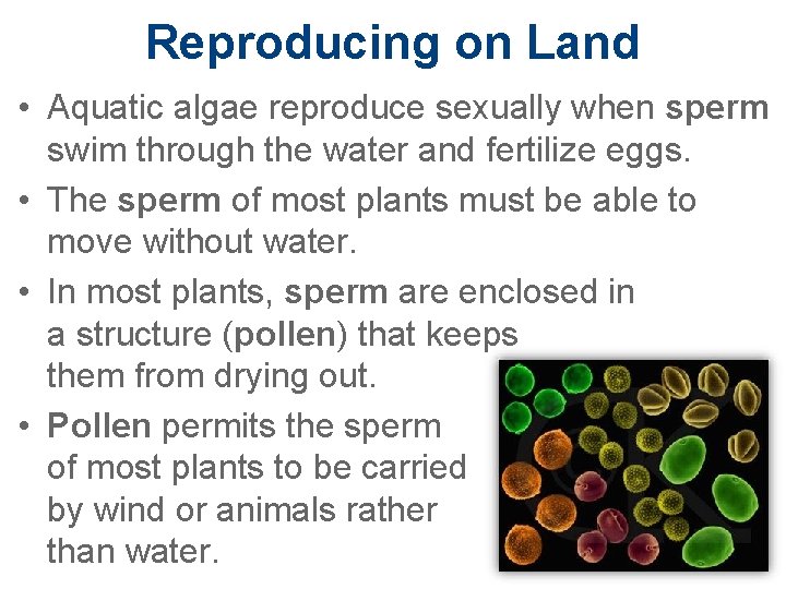 Reproducing on Land • Aquatic algae reproduce sexually when sperm swim through the water