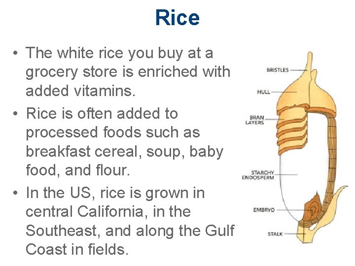 Rice • The white rice you buy at a grocery store is enriched with