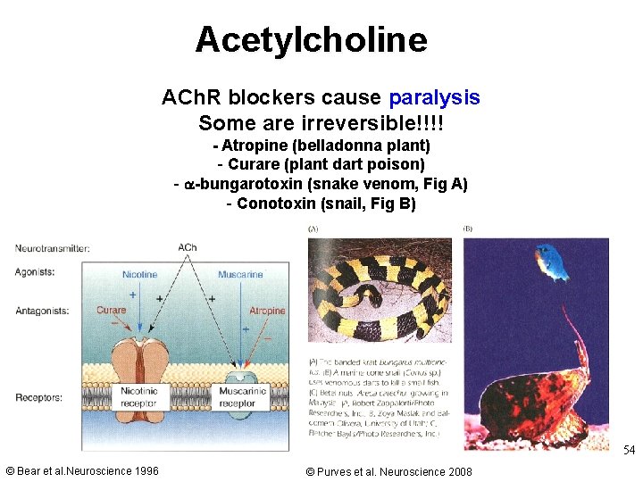Acetylcholine ACh. R blockers cause paralysis Some are irreversible!!!! - Atropine (belladonna plant) -