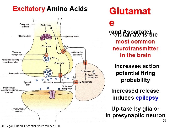 Excitatory Amino Acids Glutamat e (and Aspartate) Glutamate is the most common neurotransmitter in