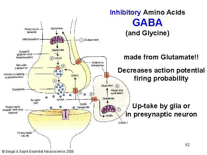 Inhibitory Amino Acids GABA (and Glycine) made from Glutamate!! Decreases action potential firing probability