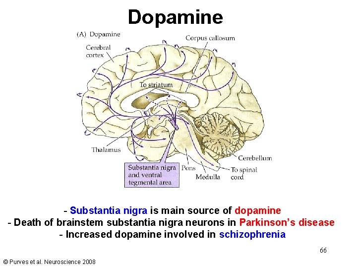 Dopamine - Substantia nigra is main source of dopamine - Death of brainstem substantia