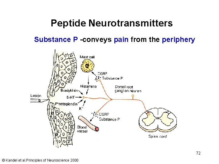 Peptide Neurotransmitters Substance P -conveys pain from the periphery 72 © Kandel et al.