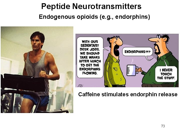 Peptide Neurotransmitters Endogenous opioids (e. g. , endorphins) Caffeine stimulates endorphin release 73 