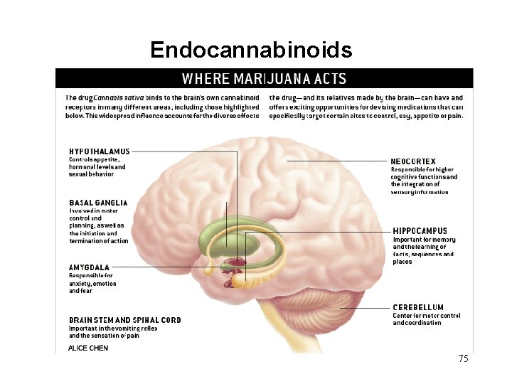 Endocannabinoids 75 
