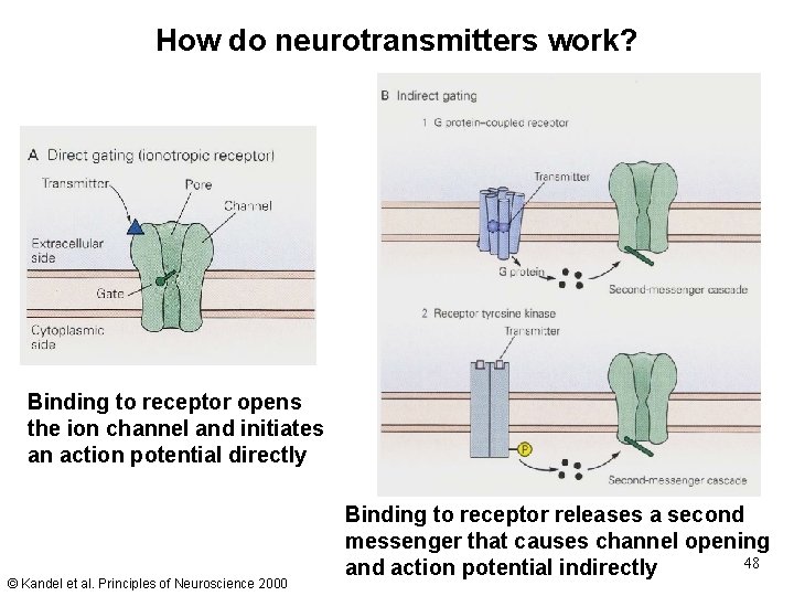 How do neurotransmitters work? Binding to receptor opens the ion channel and initiates an