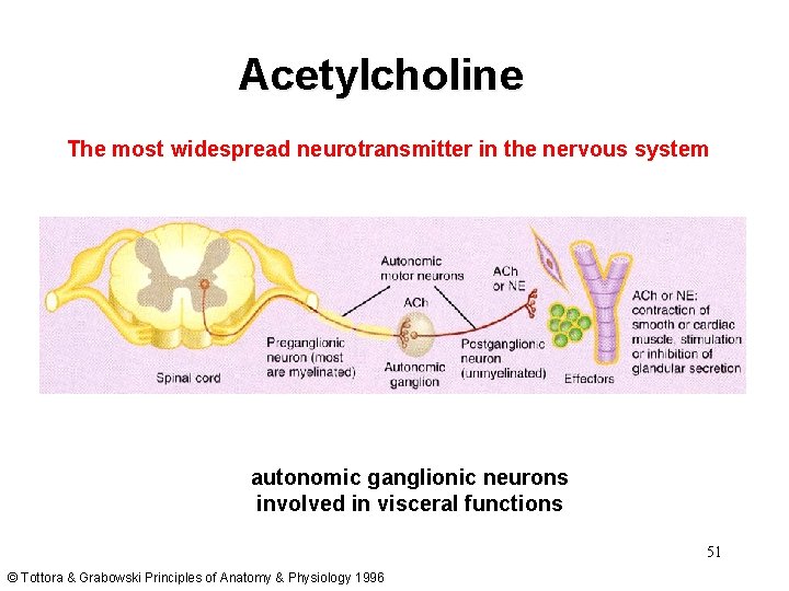 Acetylcholine The most widespread neurotransmitter in the nervous system autonomic ganglionic neurons involved in