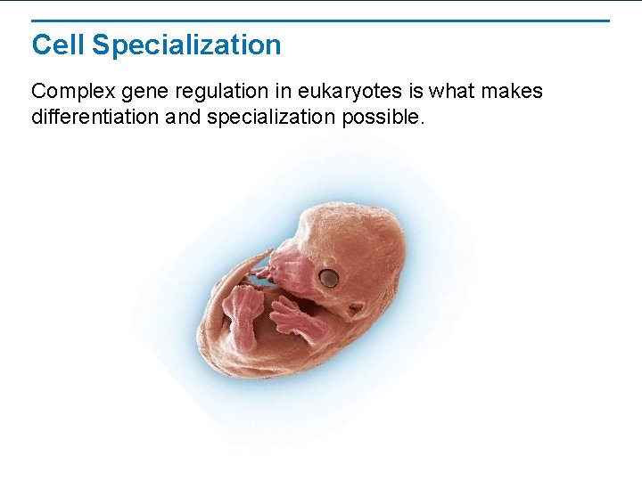 Cell Specialization Complex gene regulation in eukaryotes is what makes differentiation and specialization possible.