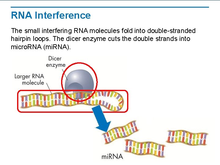 RNA Interference The small interfering RNA molecules fold into double-stranded hairpin loops. The dicer