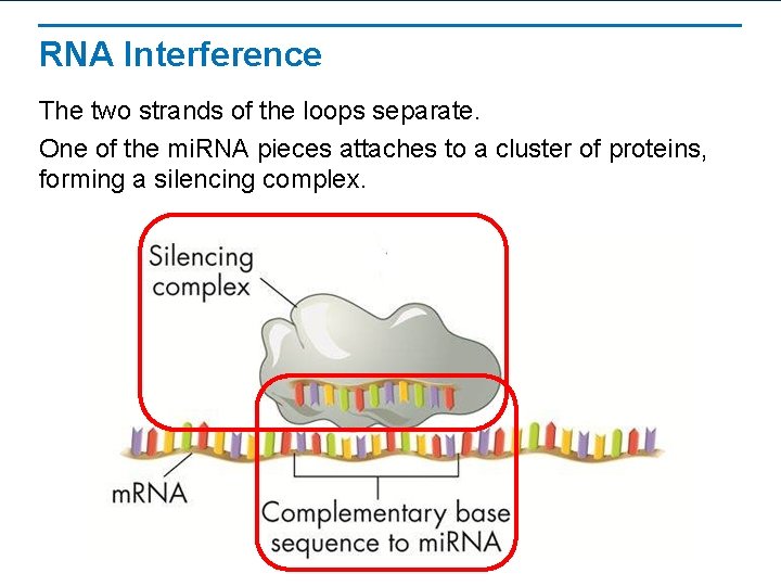 RNA Interference The two strands of the loops separate. One of the mi. RNA RNA Interference The two strands of the loops separate. One of the mi. RNA