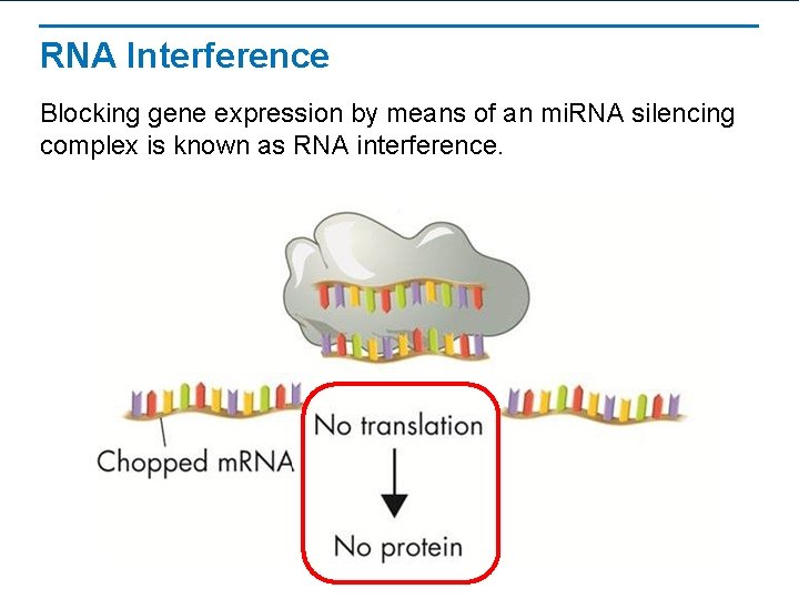RNA Interference Blocking gene expression by means of an mi. RNA silencing complex is RNA Interference Blocking gene expression by means of an mi. RNA silencing complex is