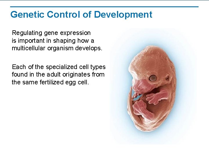 Genetic Control of Development Regulating gene expression is important in shaping how a multicellular