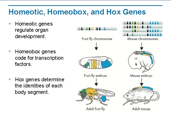 Homeotic, Homeobox, and Hox Genes § Homeotic genes regulate organ development. § Homeobox genes