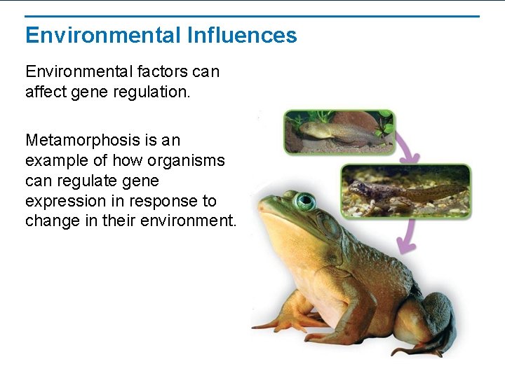 Environmental Influences Environmental factors can affect gene regulation. Metamorphosis is an example of how