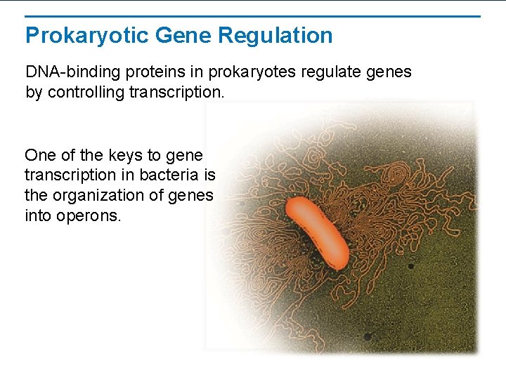 Prokaryotic Gene Regulation DNA-binding proteins in prokaryotes regulate genes by controlling transcription. One of