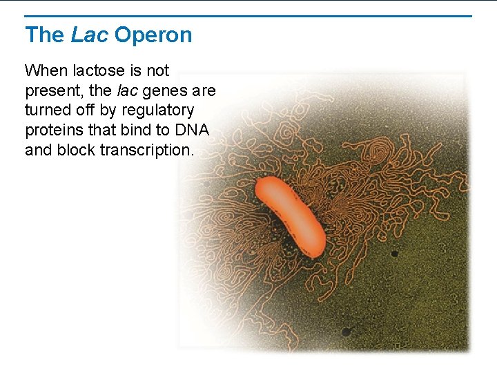 The Lac Operon When lactose is not present, the lac genes are turned off