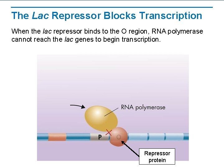 The Lac Repressor Blocks Transcription When the lac repressor binds to the O region,